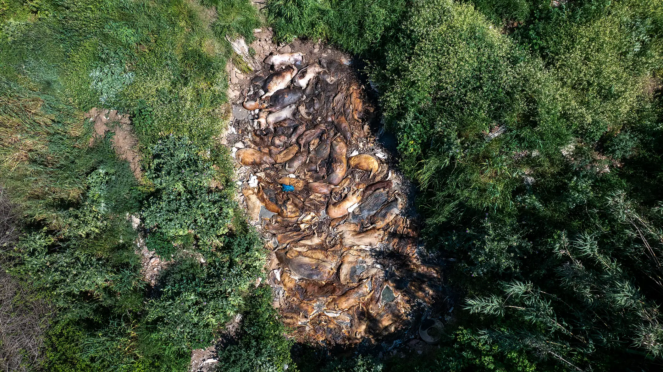 GREEK PIG FARMING